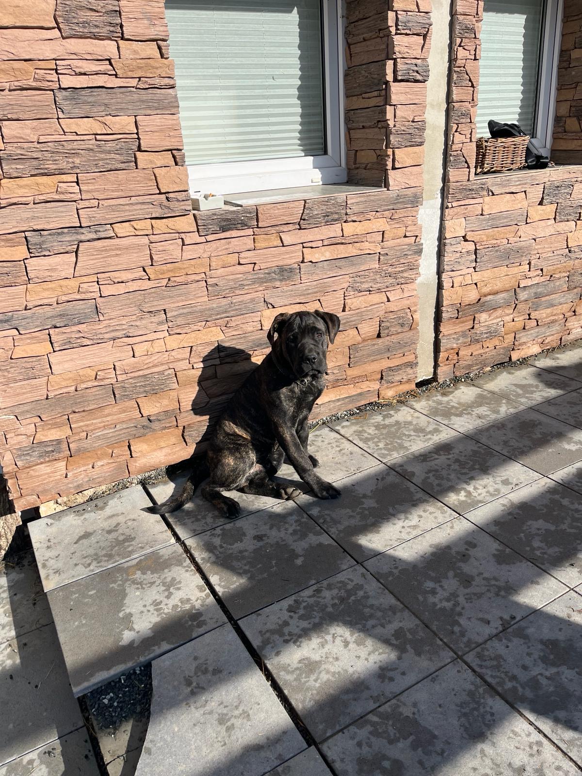 Hledaný pes