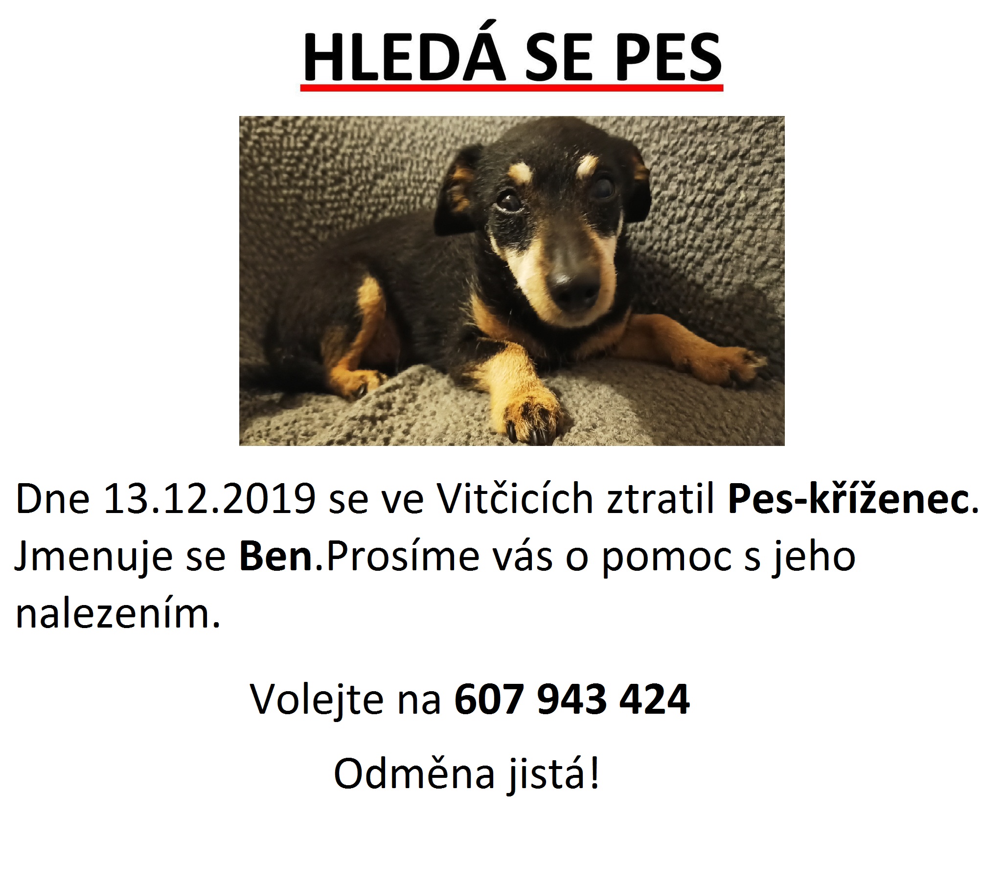 Hledaný pes