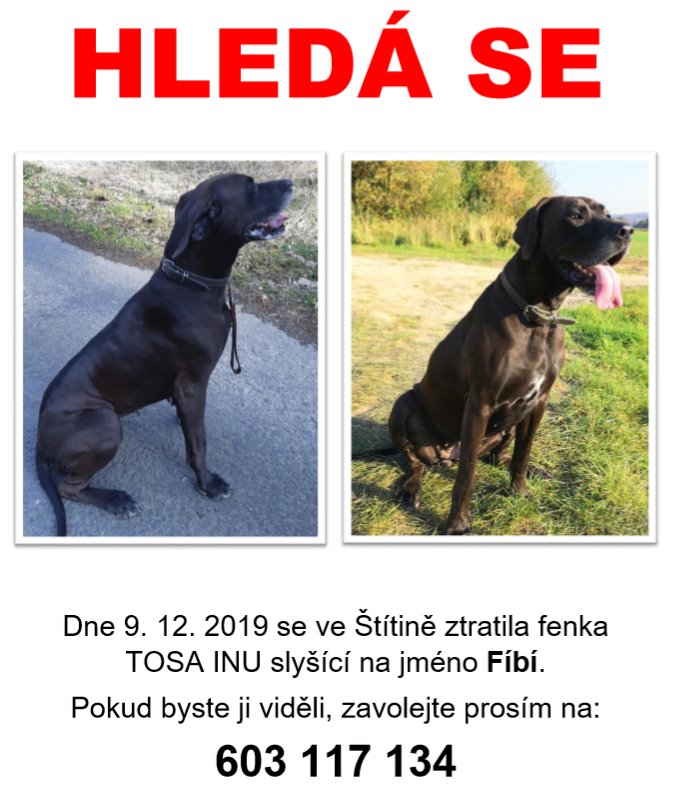 Hledaný pes