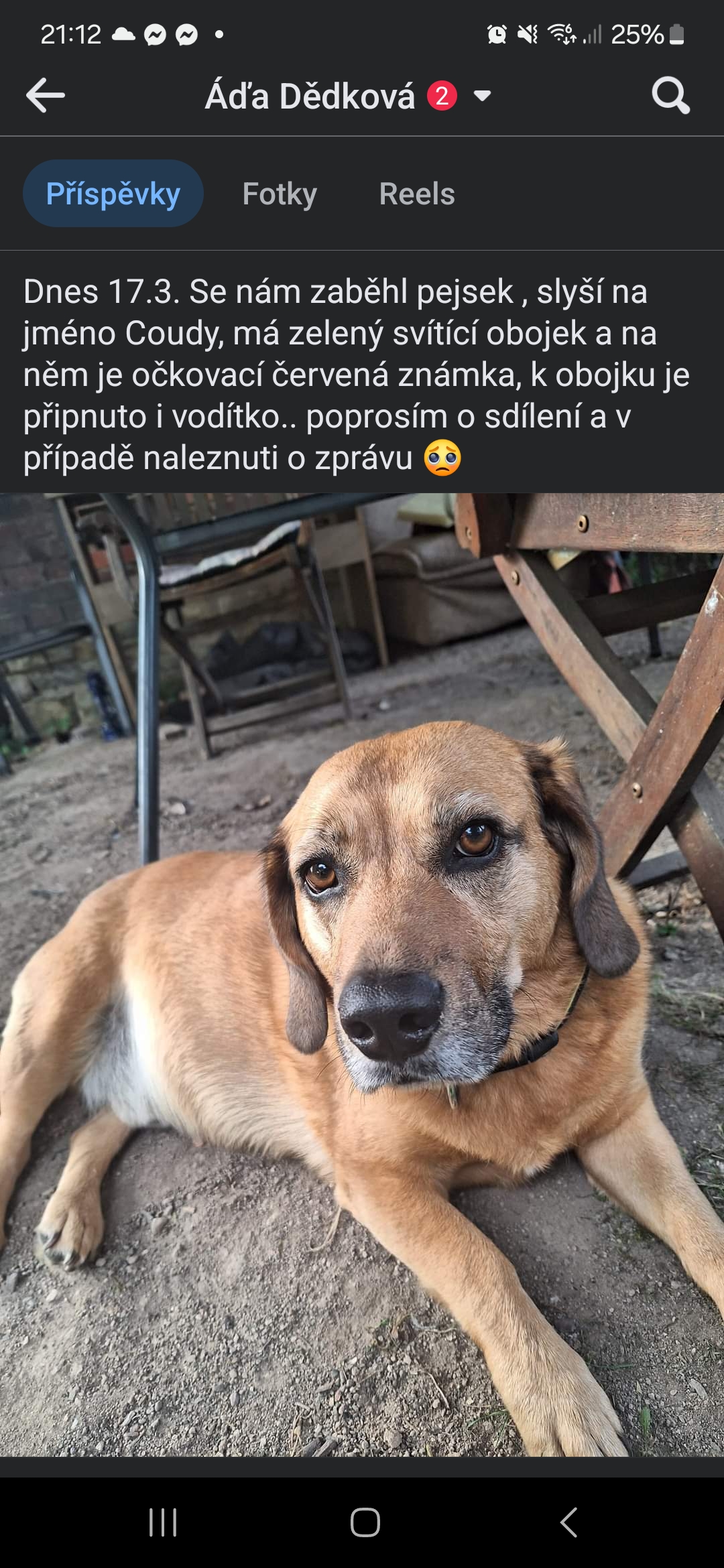 Hledaný pes