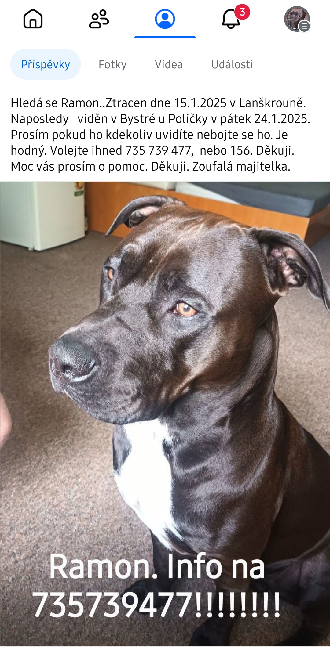 Hledaný pes