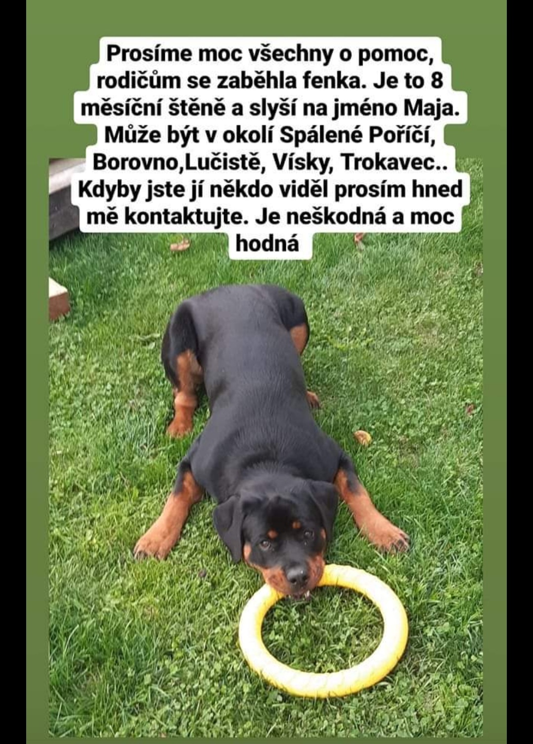 Hledaný pes
