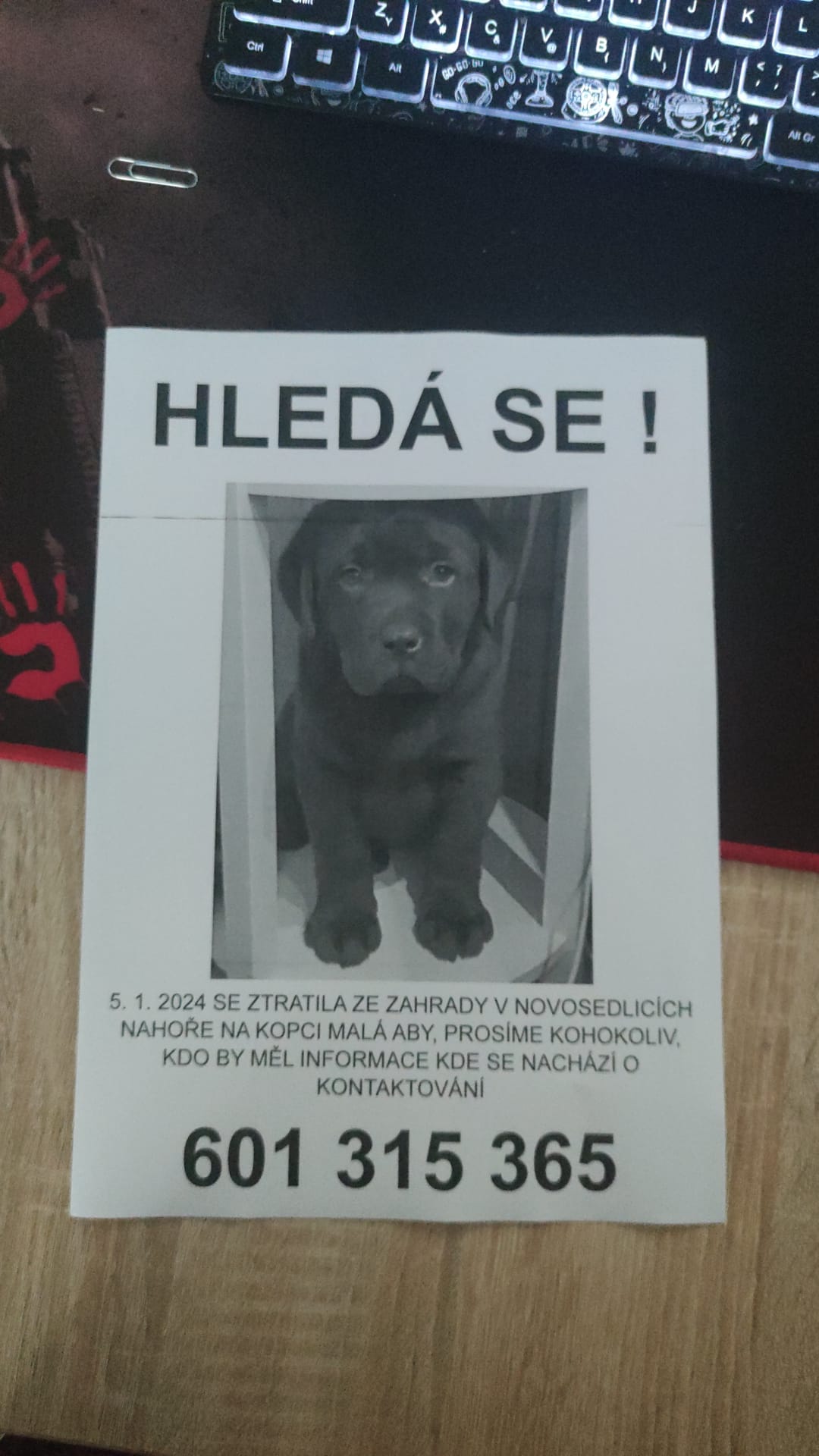 Hledaný pes