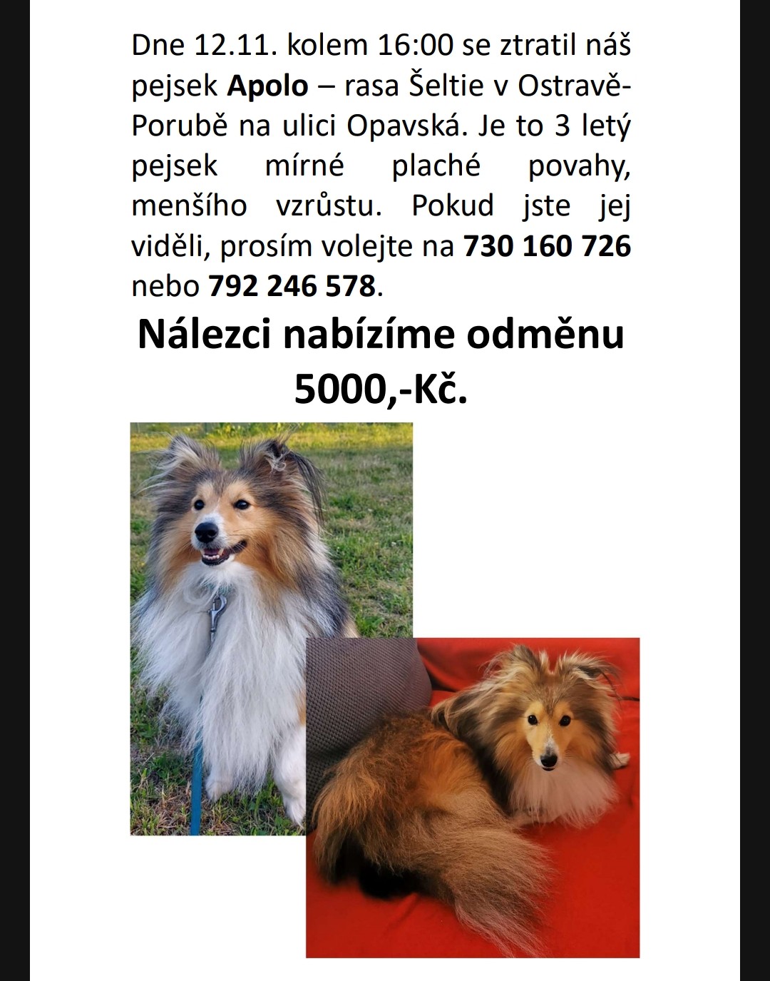 Hledaný pes