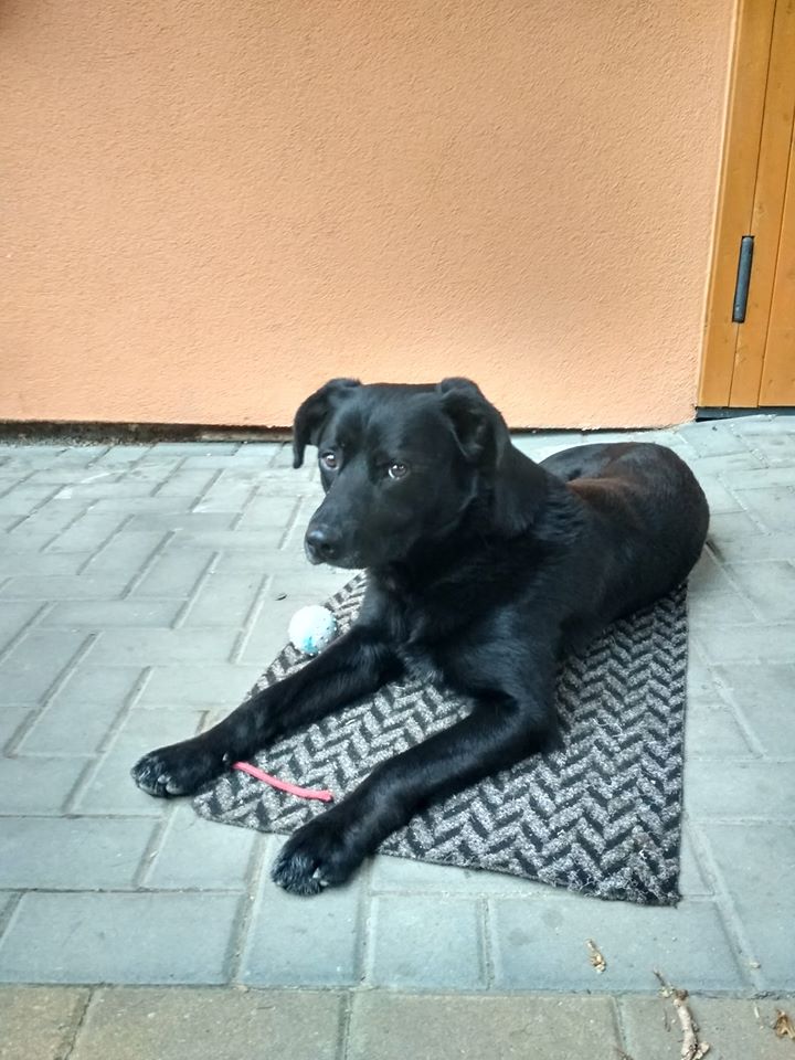 Hledaný pes