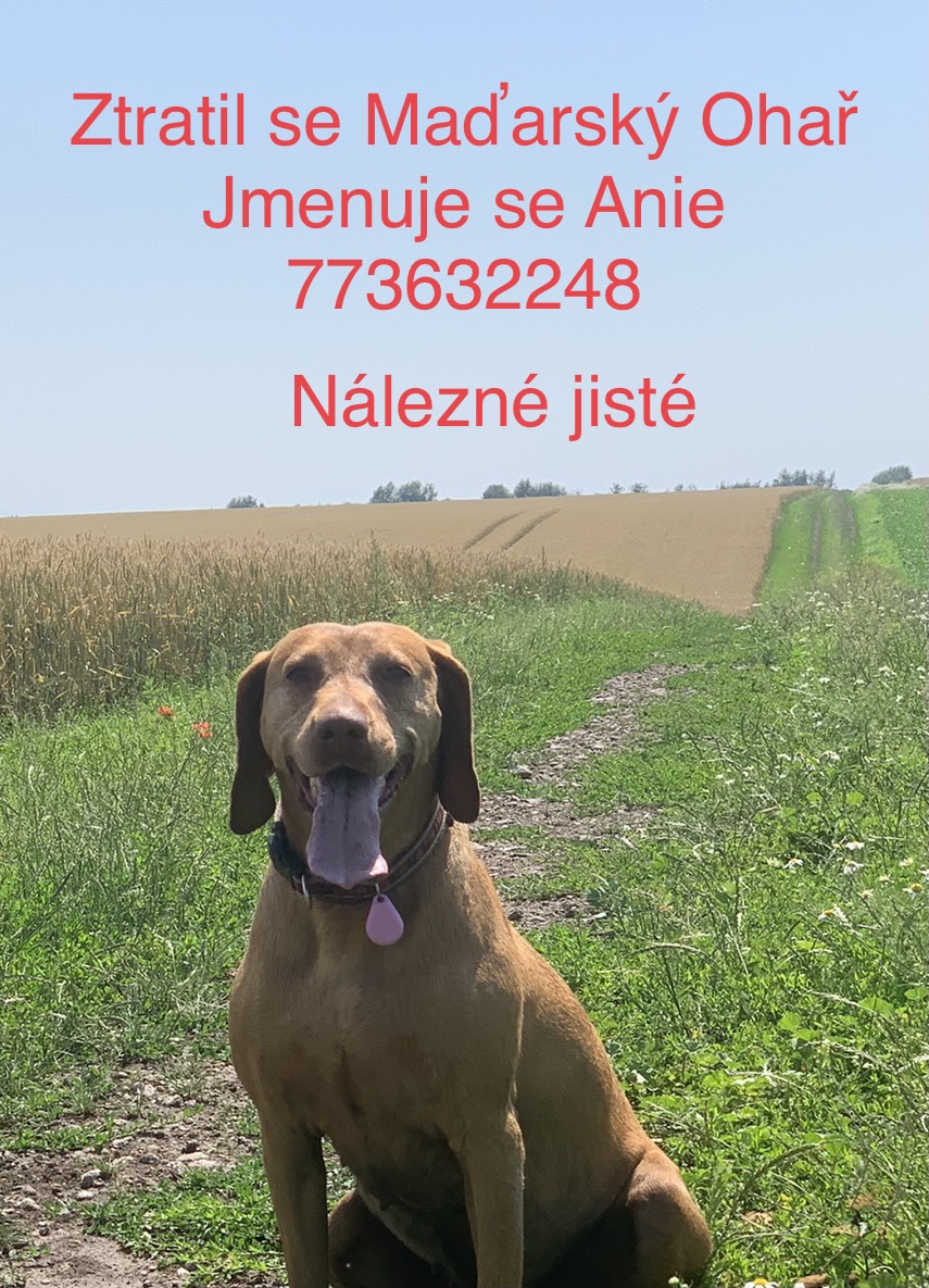 Hledaný pes