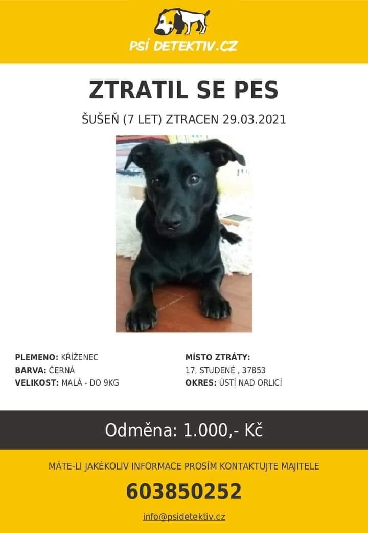 Hledaný pes
