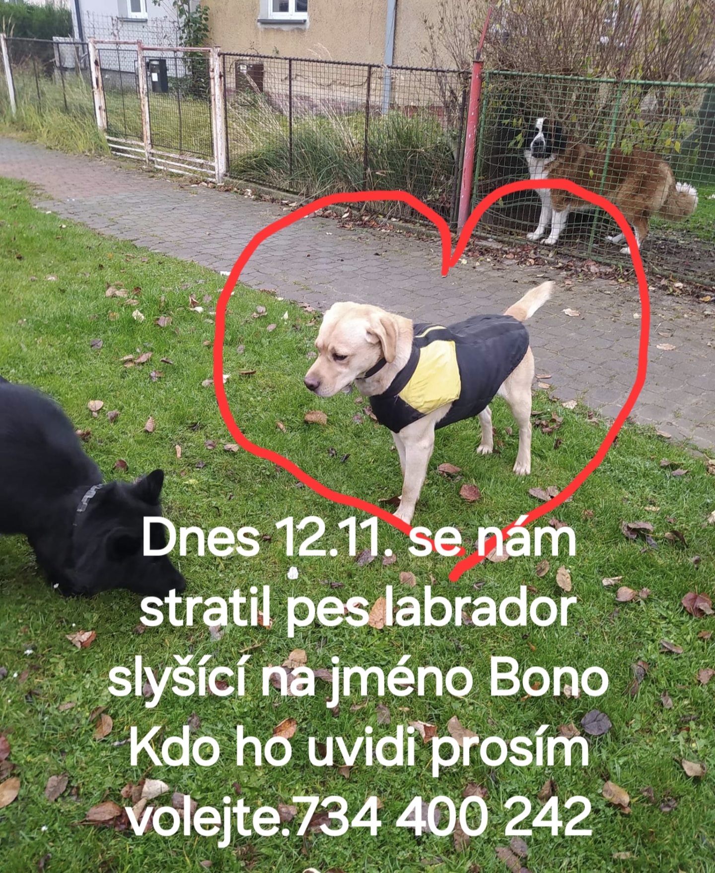 Hledaný pes